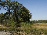 NL, Limburg, Nederweert, Weerterbosch 12, Saxifraga-Jan van der Straaten